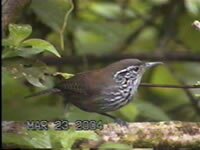 Stripe-breasted Wren